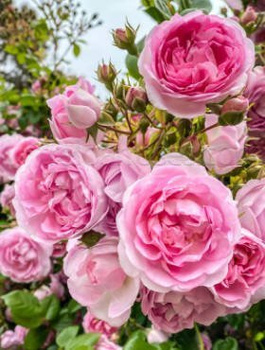 Róża pnąca Jasmina różowa balot