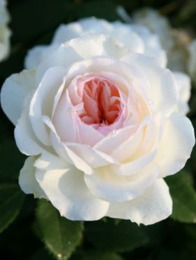 Róża rabatowa Stephanie Baronin Zu Guttenberg 