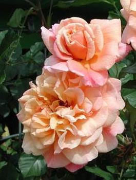 Róża pnąca Aloha morelowo-łososiowa balot