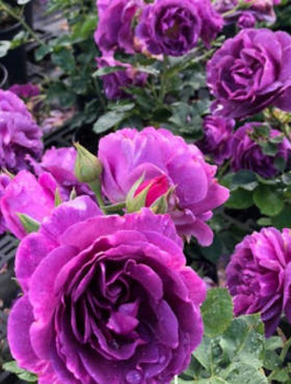 Róża rabatowa Minerva fioletowa 
