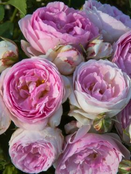 Róża rabatowa Vesalius kremowo-fioletowa 